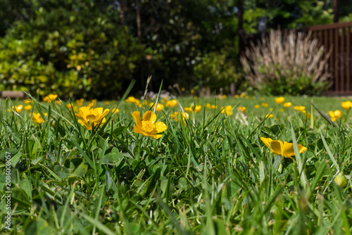 Obraz na plátne Low angle view of buttercups flowering in a garden lawn