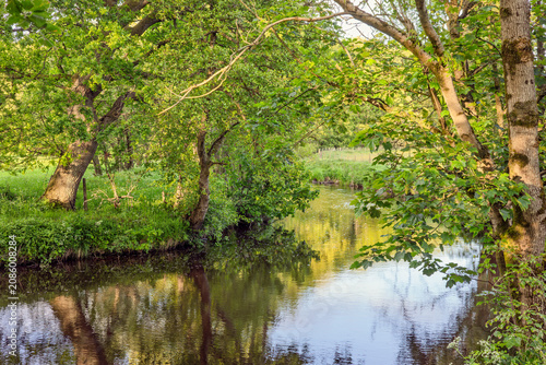 Calm river flowing through mature woodland in spring