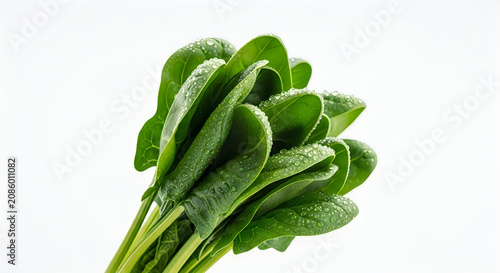 Fresh spinach leaves with dew drops on a white background