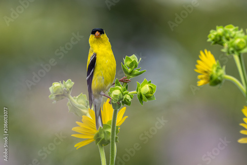 Foto Male American goldfinch perched on a bright yellow flower.