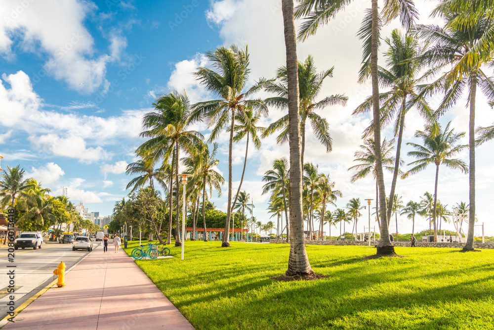Fototapeta premium Morning in Miami south beach. Palm trees with sunlight on background
