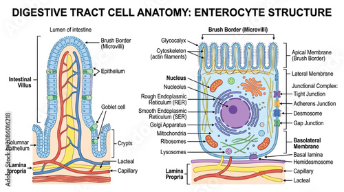 Bild auf Leinwand Digestive Tract Cell Anatomy: Enterocyte Structure Diagram