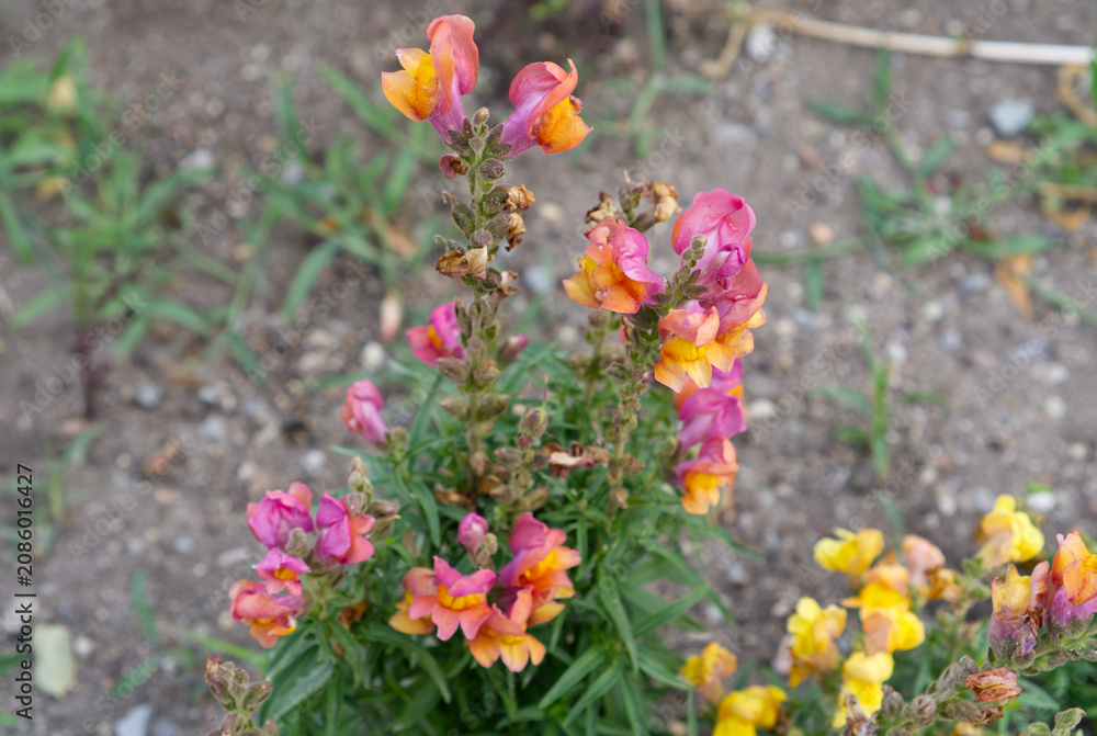 Obraz premium Antirrhinum flowers blooming in garden
