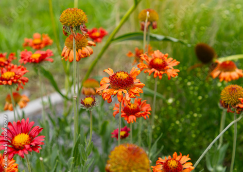 Gaillardia flowers in summer garden