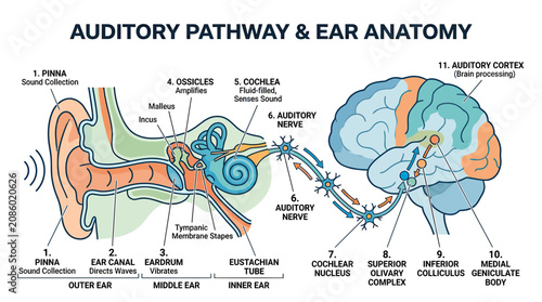 Obraz na płótnie Auditory Pathway and Ear Anatomy Diagram: Sound to Brain Processing