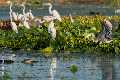 Quadro su tela Great Blue Heron Spreading Wings Among White Egrets in a Wetland
