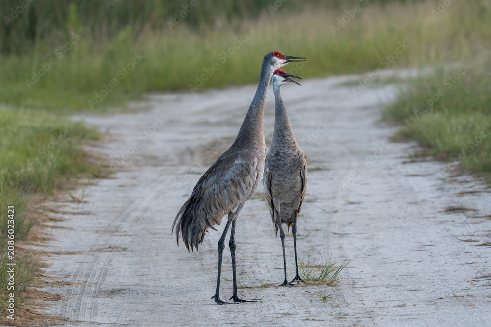 Fototapeta premium Pair of Sandhill Cranes Calling on a Sandy Wetland Road