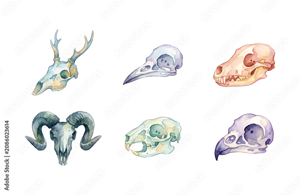 Obraz premium Watercolor animal skull icons set, minimalist bone illustrations on white background