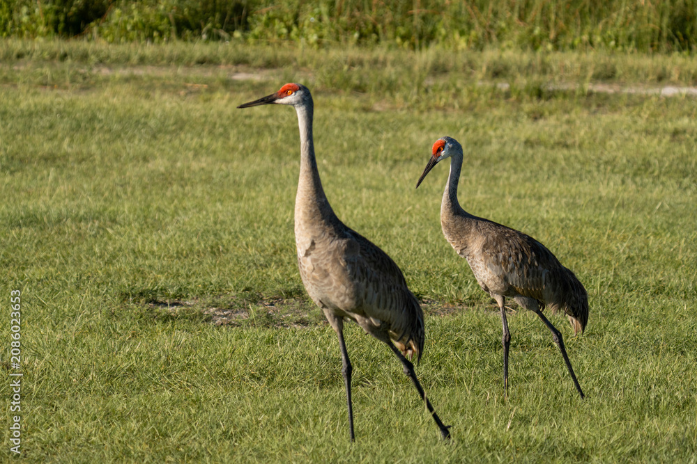 Fototapeta premium Two Sandhill Cranes Walking Through Sunlit Grassland