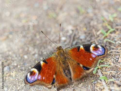 Foto Peacock butterfly on the ground among the grass