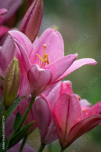 фотографія Close-up of pink lily flowers in the garden