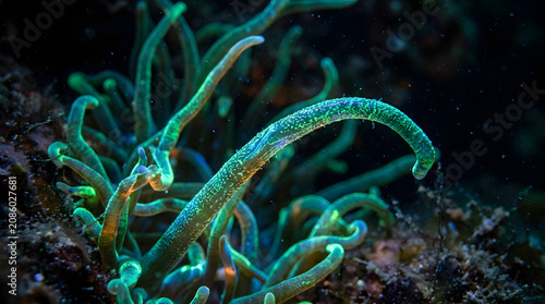 fluorescent anemone underwater