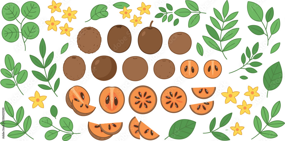 Fototapeta premium Fresh Tropical Sapodilla Chico Fruit Set with Whole Half Cut Slices Green Leaves and Yellow Flowers Vector Elements for Healthy Food Designs