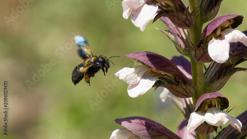 Une abeille charpentière en vol