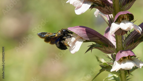 Une abeille charpentière dans une fleur