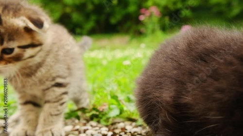 Cute, fluffy, striped kittens in green clover.Close-up of kitten faces.kitten faces.Fluffy kittens with blue eyes in green grass. baby kittens. 4k footage
