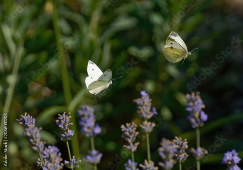 deux papillons blancs (piéride du chou) en vol