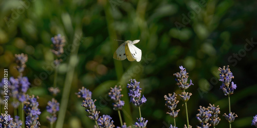 un papillon blanc (piéride du chou) en vol