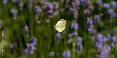 un papillon blanc (piéride du chou) en vol