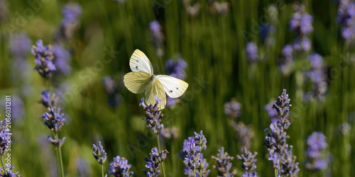 un papillon blanc (piéride du chou) en vol