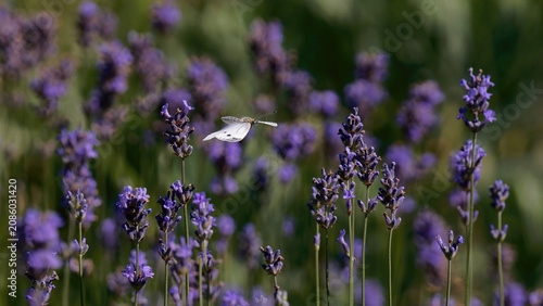 un papillon blanc (piéride du chou) en vol