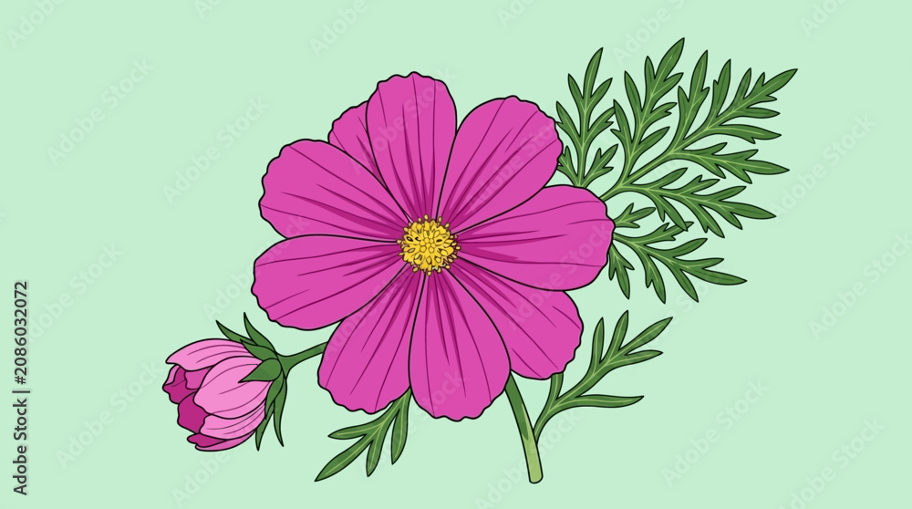 Obraz premium Illustration vectorielle d'une fleur de cosmos rose éclatante avec un bouton floral et des feuilles vertes détaillées sur un fond vert pastel clair, style dessin au trait.
