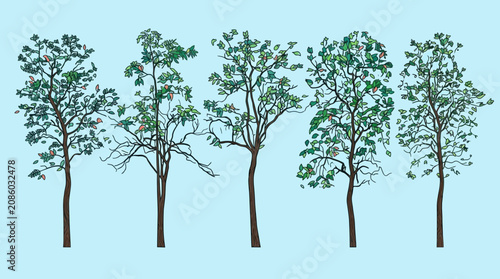 Eine Sammlung von fünf detaillierten, handgezeichneten Baumillustrationen in verschiedenen Formen und Laubdichten, isoliert auf einem hellblauen Hintergrund für grafische Designs.