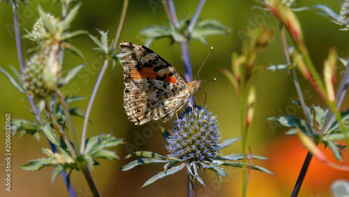 un papillon Vanessa (Belle Dame) dans un environnement coloré
