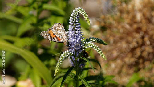 un papillon Vanessa (Belle Dame) dans un environnement coloré