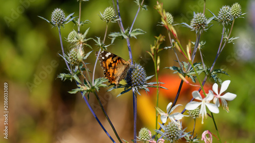 un papillon Vanessa (Belle Dame) dans un environnement coloré