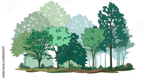 Ilustração vetorial de uma floresta densa com diversas árvores verdes e folhagens em camadas, apresentando um estilo artístico plano e isolado sobre um fundo branco para design gráfico.