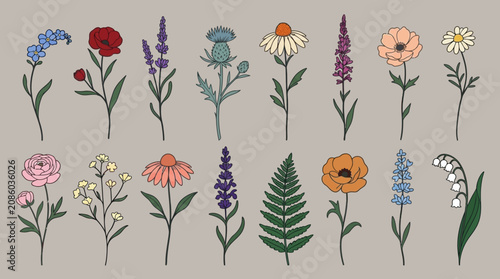Conjunto de ilustraciones vectoriales de flores silvestres y plantas dibujadas a mano con un estilo botánico minimalista sobre un fondo neutro, ideal para diseño gráfico y decoración.
