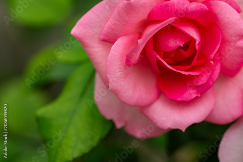 Bud of vibrant pink hybrid tea rose surrounded by green leaves close-up.