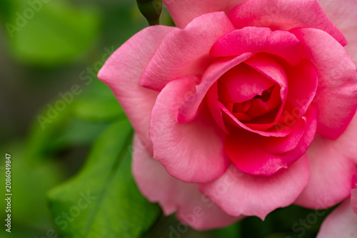 Wildlife macro photography with a beautiful garden flower on blurred green background.