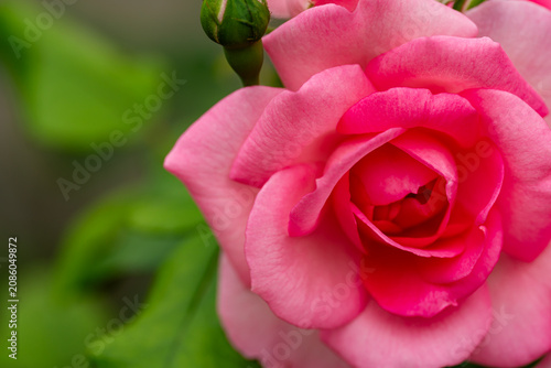 Romantic macro shot of a blooming rose in spring garden with soft focus.