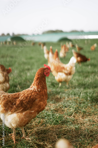 Flock of free range chickens on a grassy field