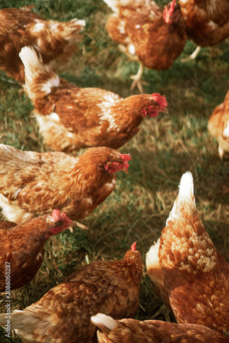 free range chicken