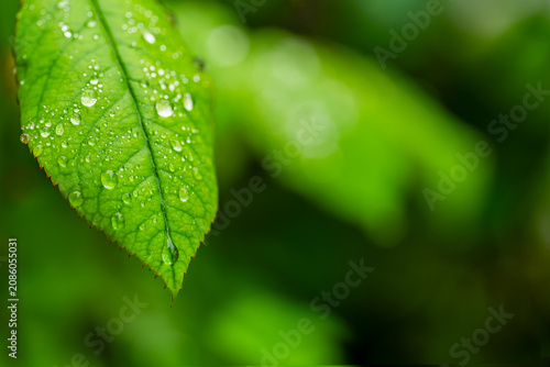 Bright green rose leaf with clean water drops after summer rain.