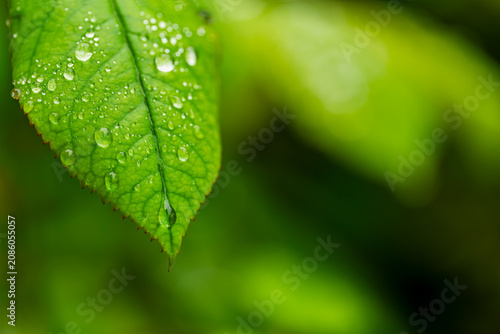 Close-up nature photography with rain droplets on foliage of garden shrub.