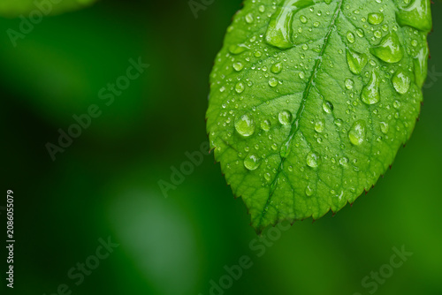 Refreshing natural background with clean water droplets on lush green grass.
