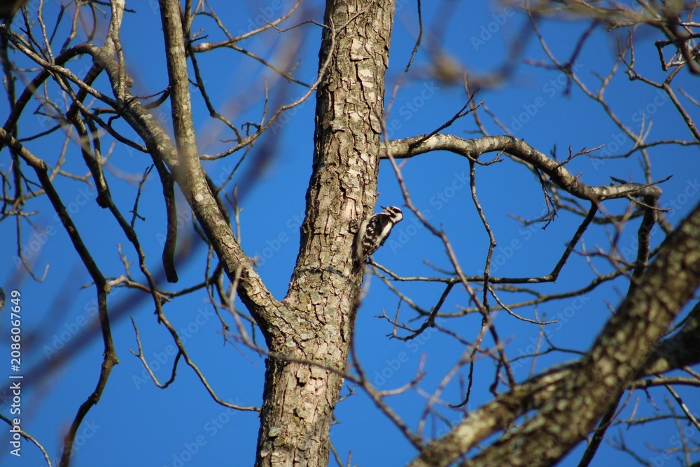 Fototapeta premium Woodpecker pecking