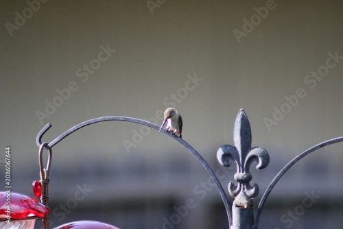 Obraz na plátně Gazing hummingbird