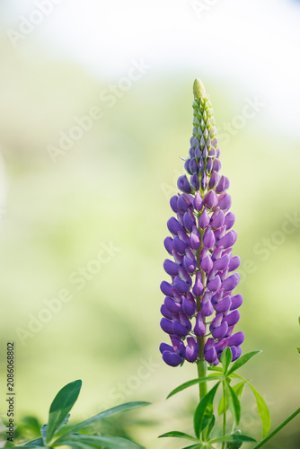 Purple lupine flower spike blooming in a summer field