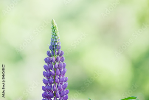 Purple lupine blooming in the garden with soft bokeh