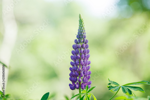 Vibrant purple lupine flower spike in a sunny outdoor garden