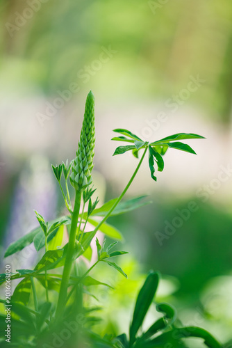 Green lupin flower bud growing in the nature garden