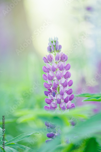Beautiful purple lupine flower blooming in the garden