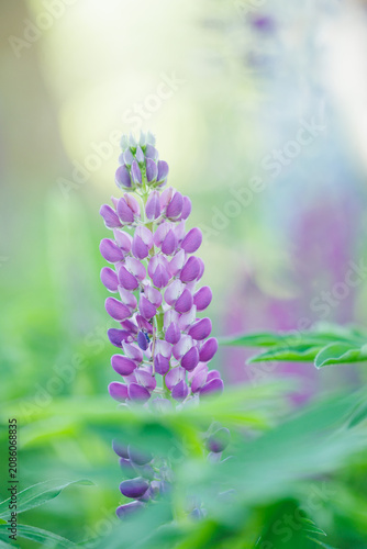 Purple lupine flower spike blooming in a spring field