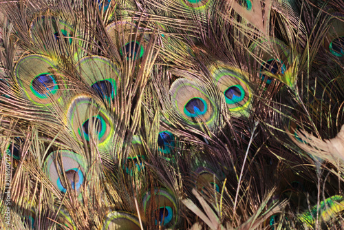 Close up of dense golden brown and green peacock feathers texture background.