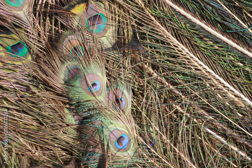 Macro detail of iridescent peacock plumage with distinctive eye patterns.